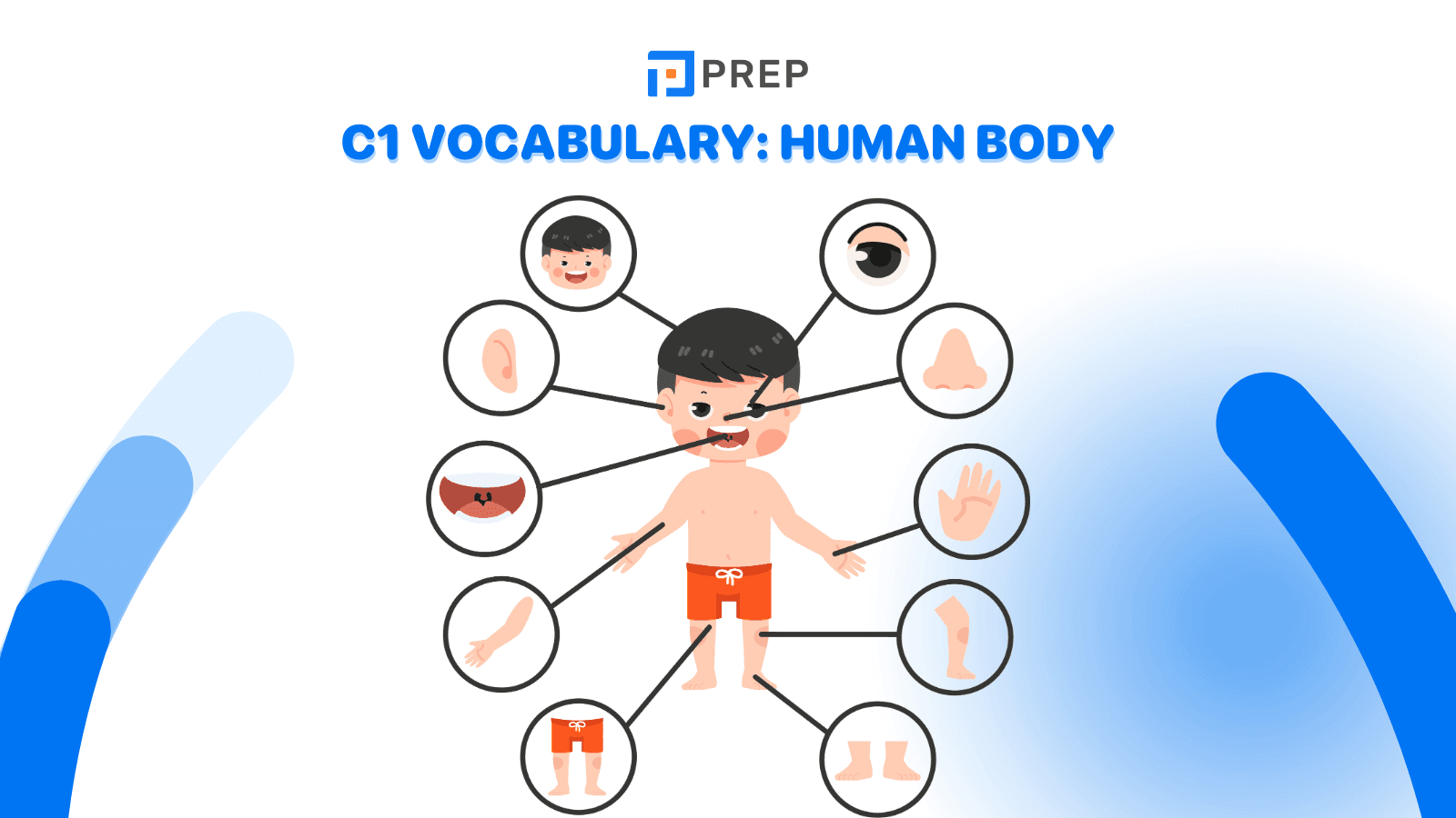 C1 vocabulary: Human body